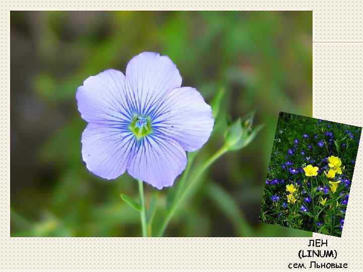 ЛЕН (LINUM) сем. Льновые 