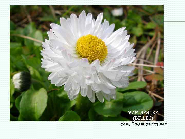 МАРГАРИТКА (BELLIS) сем. Сложноцветные 