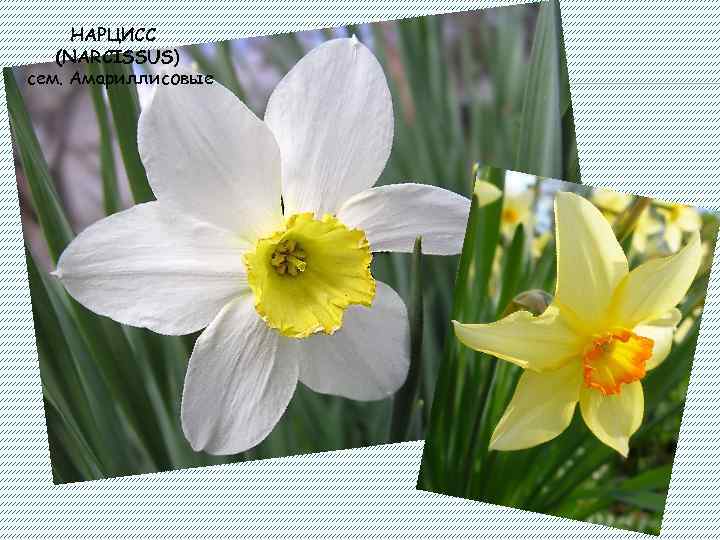 НАРЦИСС (NARCISSUS) сем. Амариллисовые 