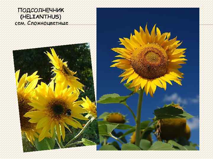 ПОДСОЛНЕЧНИК (HELIANTHUS) сем. Сложноцветные 