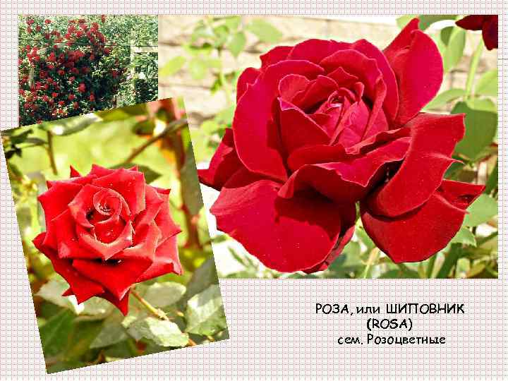 РОЗА, или ШИПОВНИК (ROSA) сем. Розоцветные 