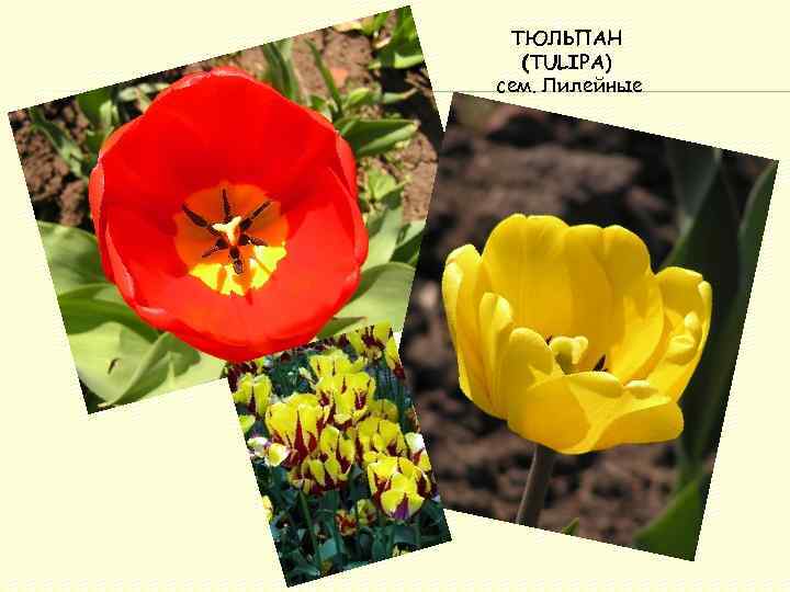 ТЮЛЬПАН (TULIPA) сем. Лилейные 