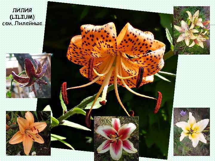 ЛИЛИЯ (LILIUM) сем. Лилейные 