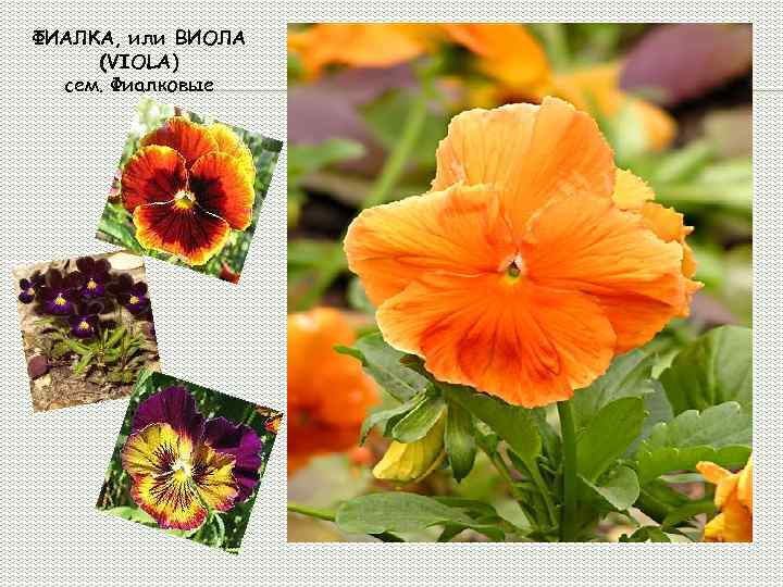 ФИАЛКА, или ВИОЛА (VIOLA) сем. Фиалковые 