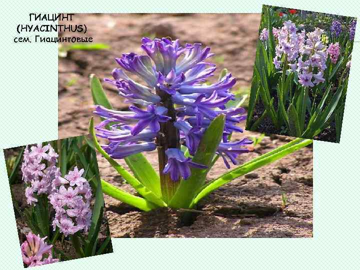 ГИАЦИНТ (HYACINTHUS) сем. Гиацинтовые 