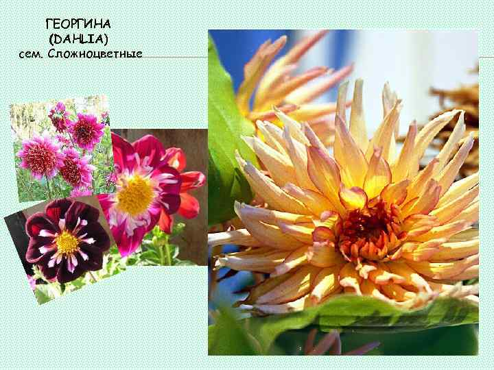 ГЕОРГИНА (DAHLIA) сем. Сложноцветные 