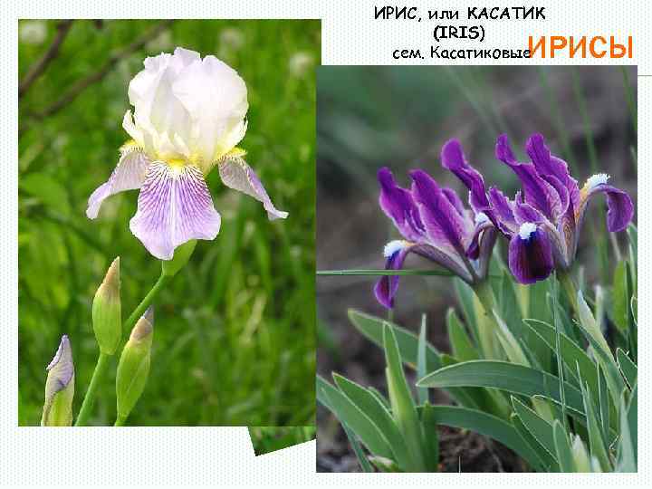 ИРИС, или КАСАТИК (IRIS) сем. Касатиковые ИРИСЫ 
