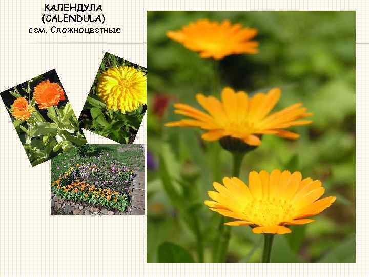 КАЛЕНДУЛА (CALENDULA) сем. Сложноцветные 