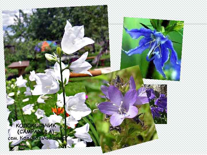 КОЛОКОЛЬЧИК (CAMPANULA) сем. Колокольчиковые 