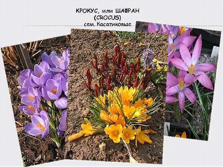 КРОКУС, или ШАФРАН (CROCUS) сем. Касатиковые 