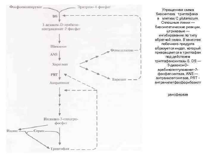 Упрощенная схема биосинтеза триптофана в клетках С glutamicum. Сплошные линии — биосинтетические реакции, штриховые