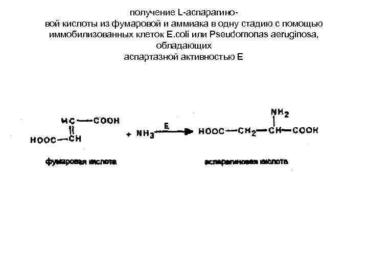 получение L-аспарагиновой кислоты из фумаровой и аммиака в одну стадию с помощью иммобилизованных клеток