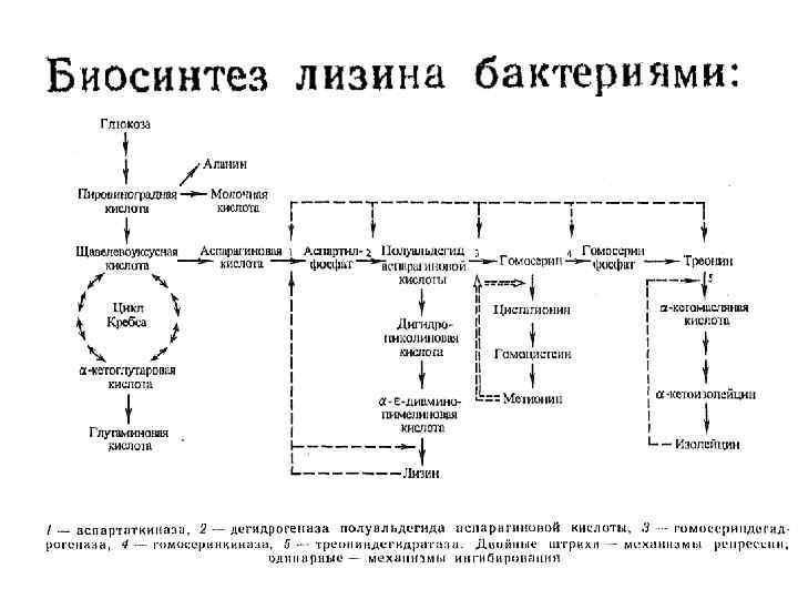 Схема микробиологического синтеза аминокислот