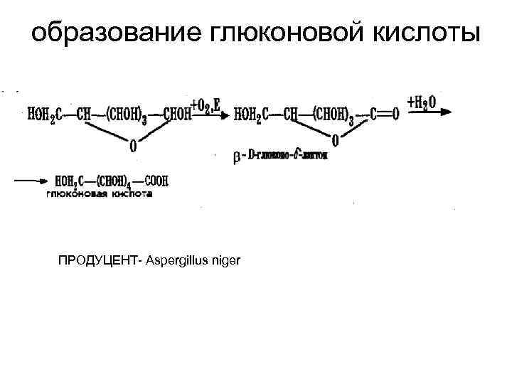 образование глюконовой кислоты ПРОДУЦЕНТ- Aspergillus niger 