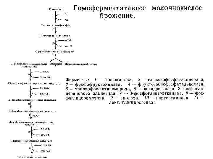 Молочнокислое гомоферментативное брожение схема