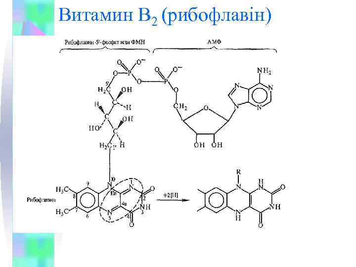 Витамин В 2 (рибофлавін) 