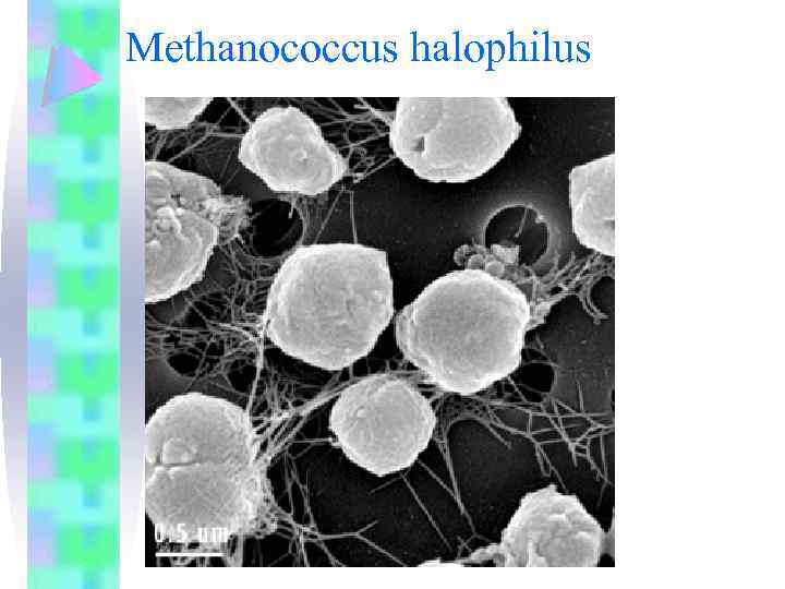Methanococcus halophilus 