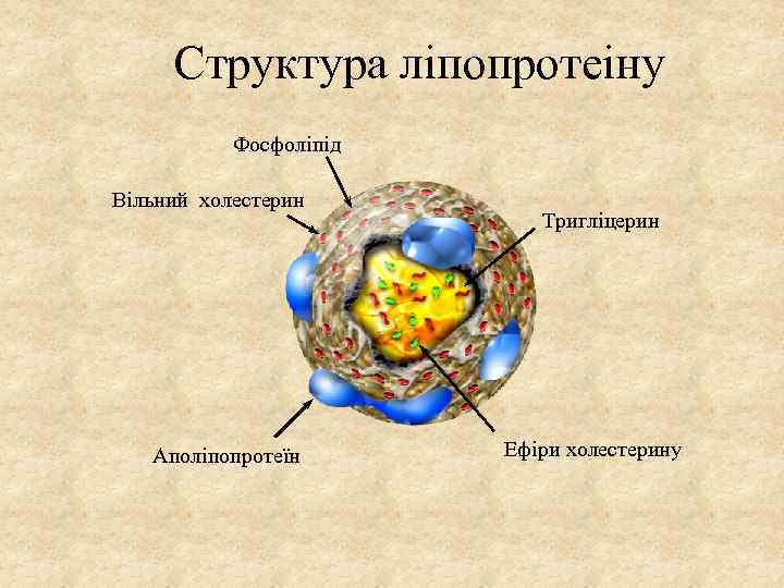 Структура ліпопротеіну Фосфоліпід Вільний холестерин Аполіпопротеїн Тригліцерин Ефіри холестерину 