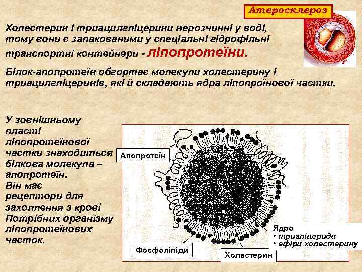 Атеросклероз Холестерин і триацилгліцерини нерозчинні у воді, тому вони є запакованими у спеціальні гідрофільні