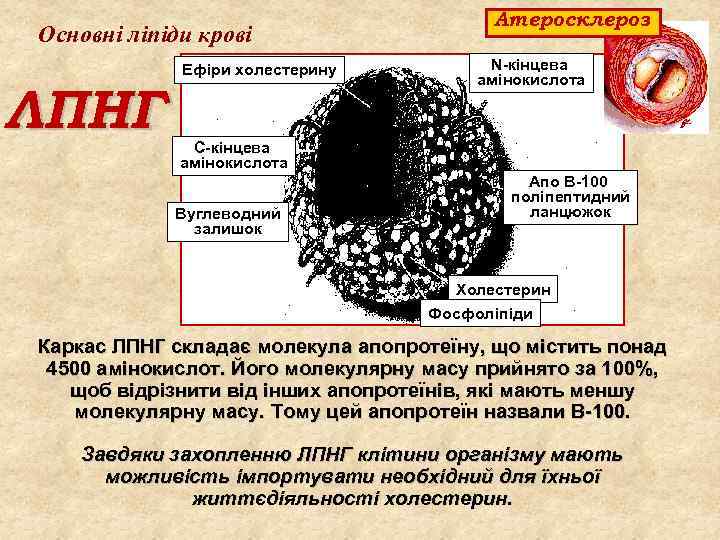 Основні ліпіди крові ЛПНГ Ефіри холестерину Атеросклероз N кінцева амінокислота С кінцева амінокислота Вуглеводний