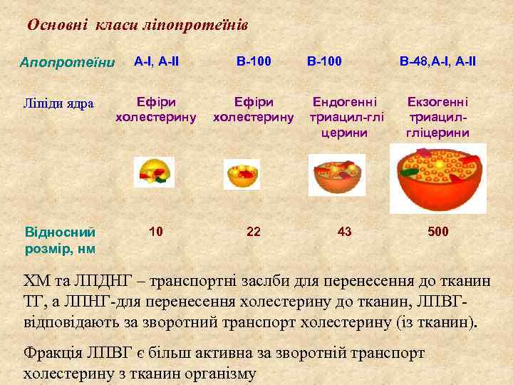 Основні класи ліпопротеїнів А І, А ІІ В 100 Ліпіди ядра Ефіри холестерину Ендогенні