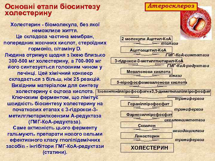 Основні етапи біосинтезу холестерину Атеросклероз Холестерин біомолекула, без якої неможливе життя. Це складова частина