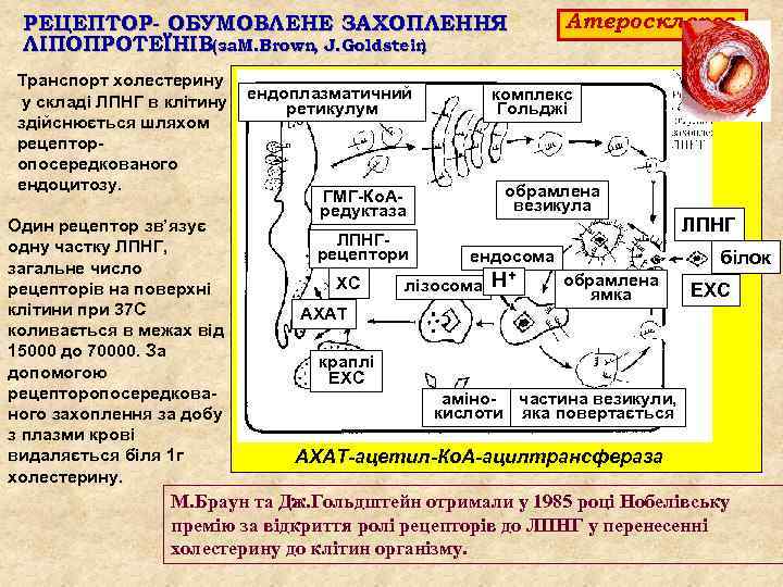 РЕЦЕПТОР- ОБУМОВЛЕНЕ ЗАХОПЛЕННЯ ЛІПОПРОТЕЇНІВ(за. M. Brown, J. Goldstein ) Транспорт холестерину у складі ЛПНГ