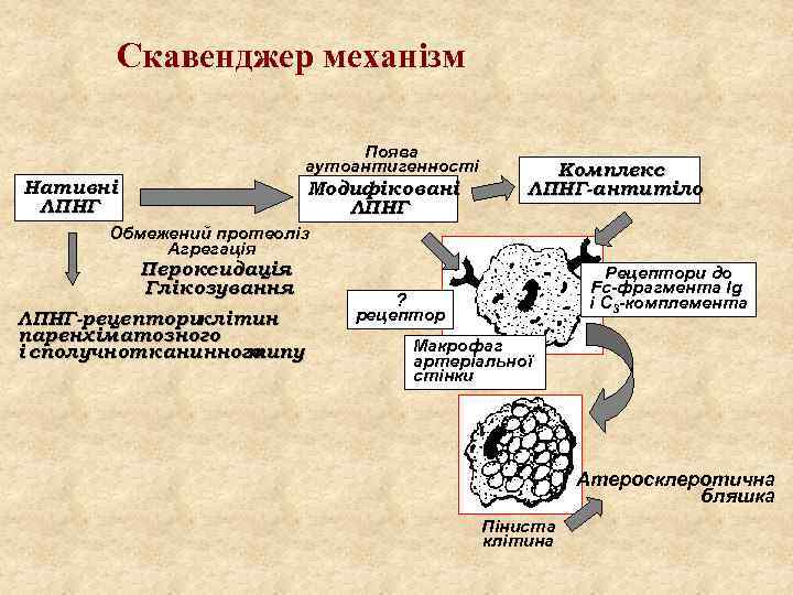 Скавенджер механізм Нативні ЛПНГ Поява аутоантигенності Модифіковані ЛПНГ Комплекс ЛПНГ-антитіло Обмежений протеоліз Агрегація Пероксидація