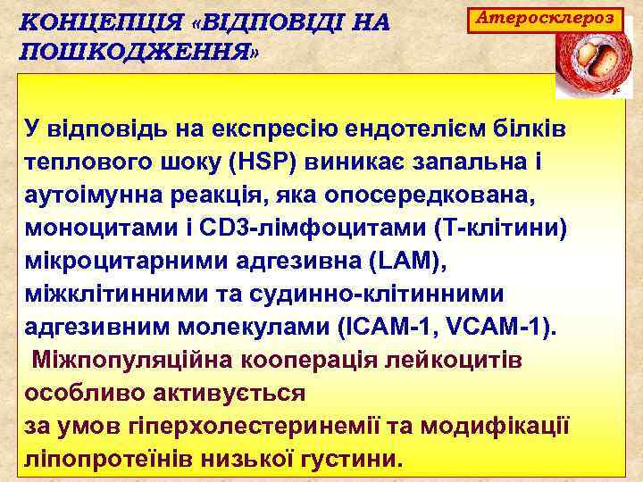 КОНЦЕПЦІЯ «ВІДПОВІДІ НА ПОШКОДЖЕННЯ» Атеросклероз У відповідь на експресію ендотелієм білків теплового шоку (HSP)