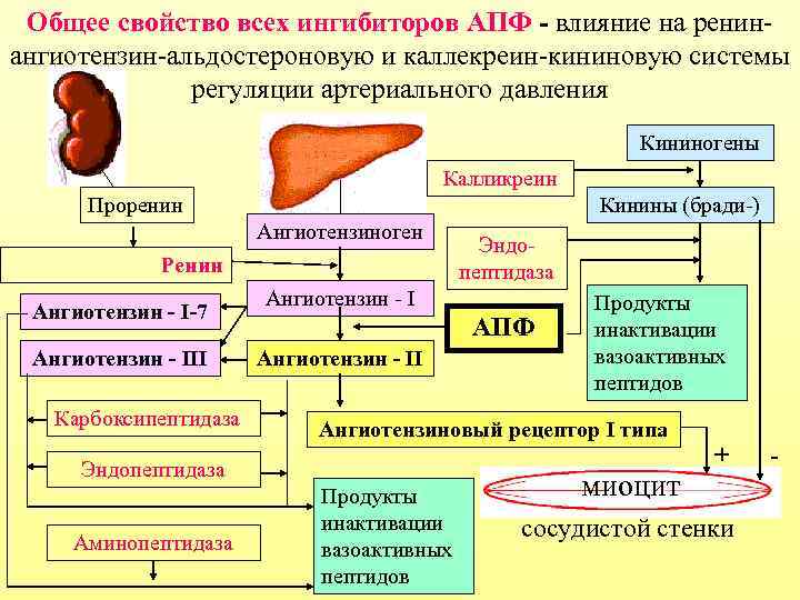 Общее свойство всех ингибиторов АПФ - влияние на ренинангиотензин-альдостероновую и каллекреин-кининовую системы регуляции артериального