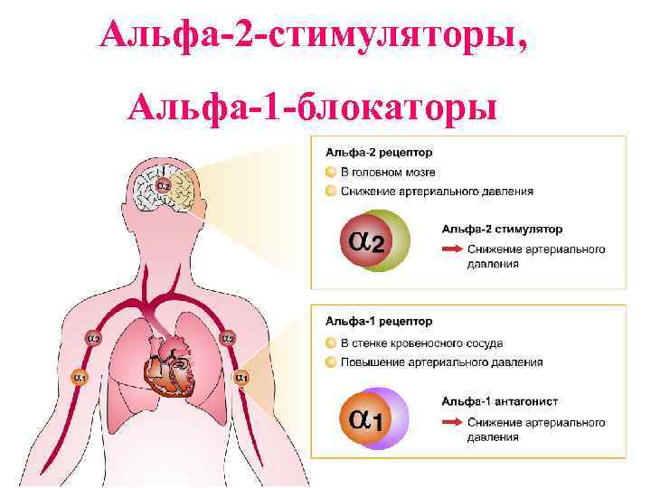 Альфа-2 -стимуляторы, Альфа-1 -блокаторы 