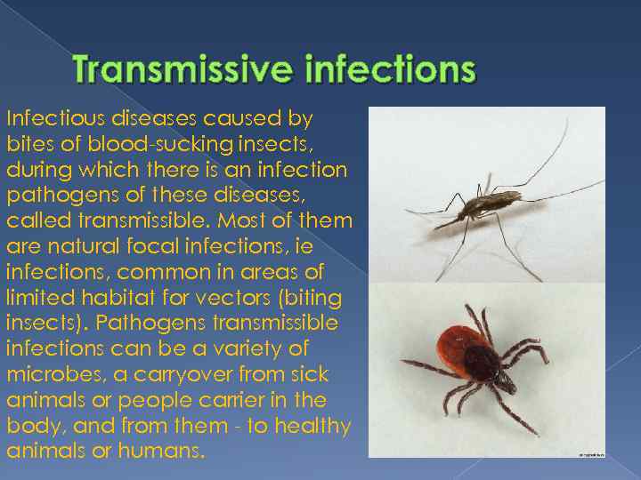 Transmissive infections Infectious diseases caused by bites of blood-sucking insects, during which there is