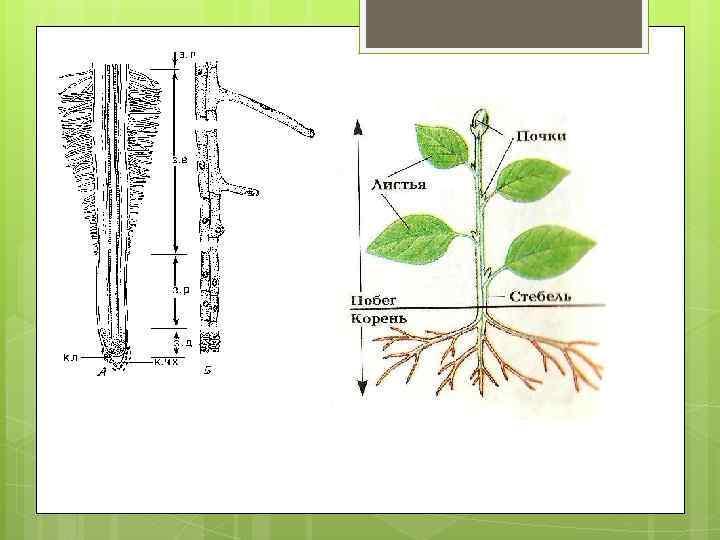 Вегетативные органы побег и корень. Вегетативные органы растений рисунок. Органы сирени. Тела растений имеет строение