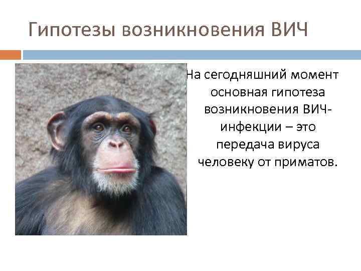 Гипотезы возникновения ВИЧ На сегодняшний момент основная гипотеза возникновения ВИЧинфекции – это передача вируса