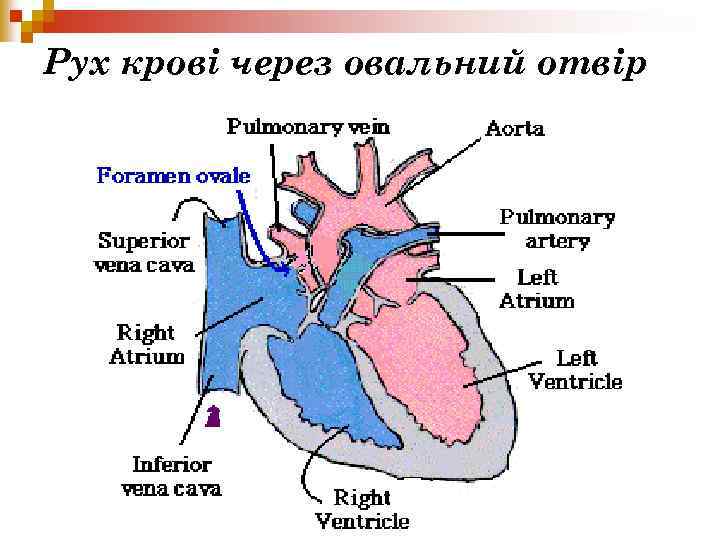 Рух крові через овальний отвір 