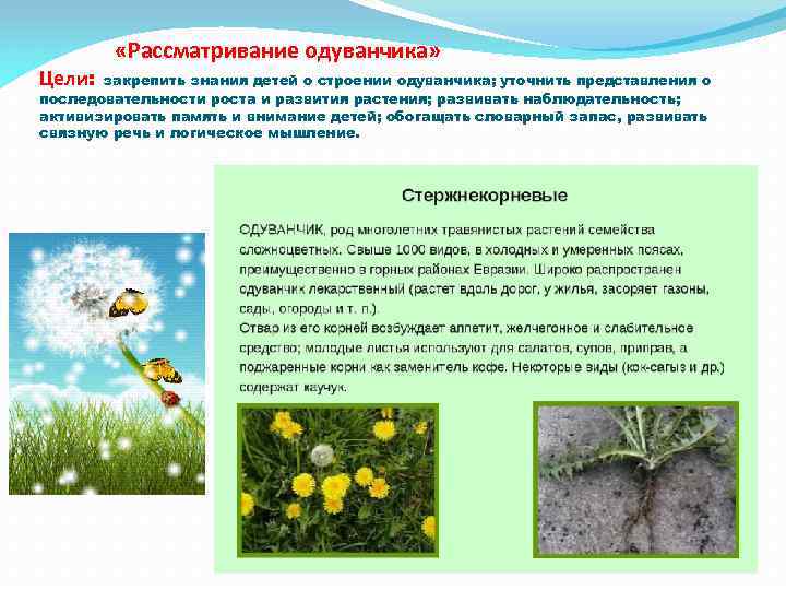Цели: «Рассматривание одуванчика» закрепить знания детей о строении одуванчика; уточнить представления о последовательности роста