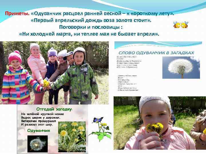 Приметы. «Одуванчик расцвел ранней весной – к короткому лету» . «Первый апрельский дождь воза