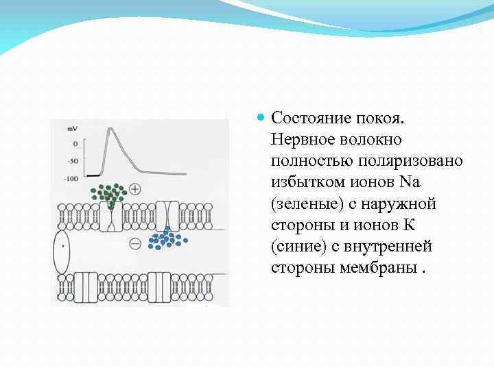  Состояние покоя. Нервное волокно полностью поляризовано избытком ионов Na (зеленые) с наружной стороны