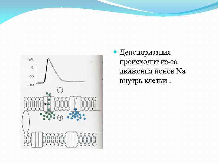  Деполяризация происходит из за движения ионов Na внутрь клетки. 