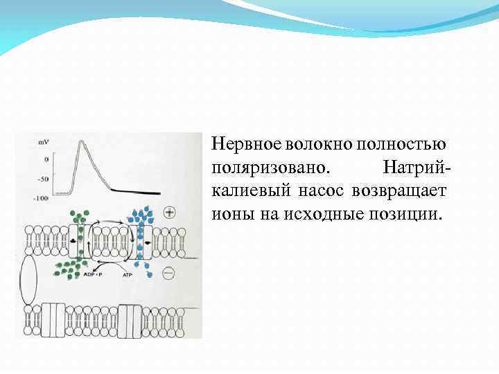 Нервное волокно полностью поляризовано. Натрий калиевый насос возвращает ионы на исходные позиции. 