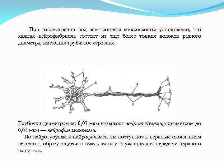  При рассмотрении под электронным микроскопом установлено, что каждая нейрофибрилла состоит из еще более