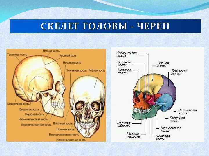 Головной отдел скелета. Скелет головы. Скелет головы череп. Скелет головы человека кратко. Скелет головы рисунок с подписями.