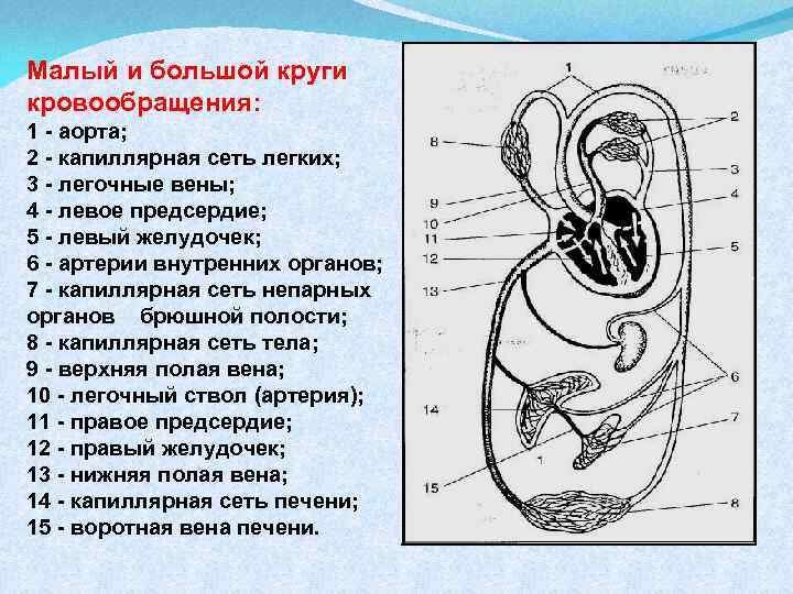 1 большой круг кровообращения. Малый круг кровообращения правый желудочек схема. Большой и малый круг кровообращения. Малый круг кровообращения аорта. Аорта большой круг кровообращения.