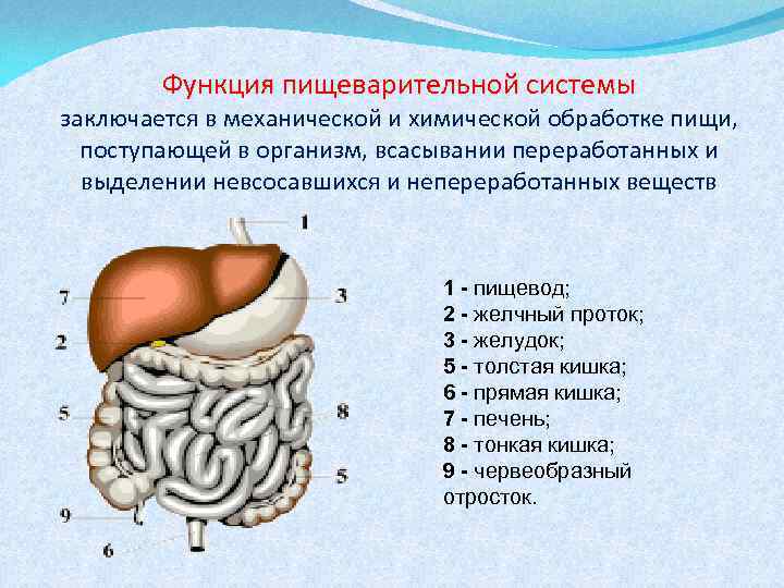 Функция пищеварительной системы заключается в механической и химической обработке пищи, поступающей в организм, всасывании