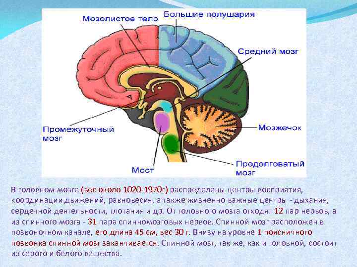 Отделе мозга находятся центры