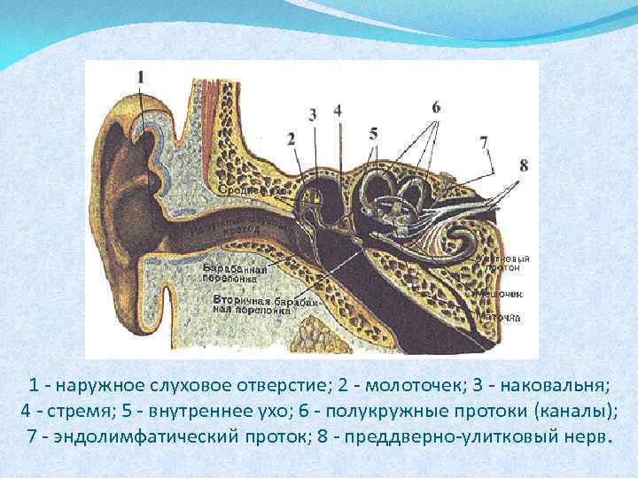 1 - наружное слуховое отверстие; 2 - молоточек; 3 - наковальня; 4 - стремя;