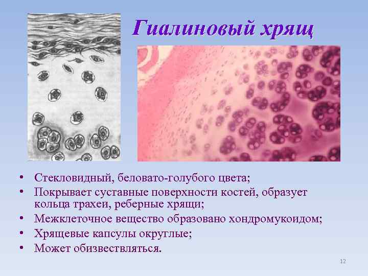 Гиалиновый хрящ • Стекловидный, беловато-голубого цвета; • Покрывает суставные поверхности костей, образует кольца трахеи,