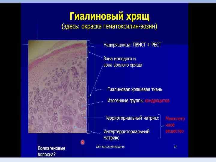 Хрящевая ткань • . 13 