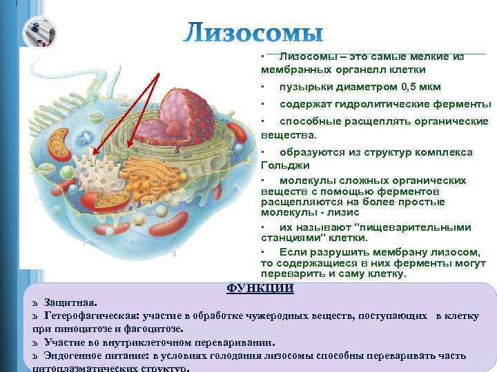 Органелла переваривающая питательные вещества на рисунке