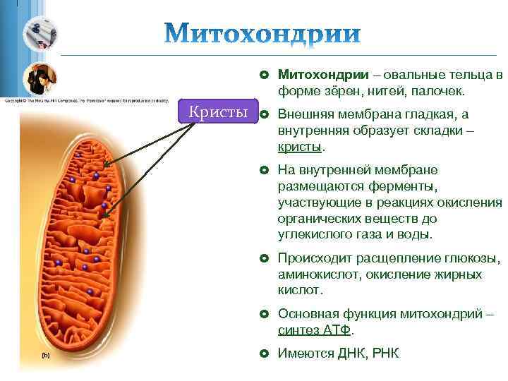 £ Митохондрии – овальные тельца в форме зёрен, нитей, палочек. Кристы £ Внешняя мембрана